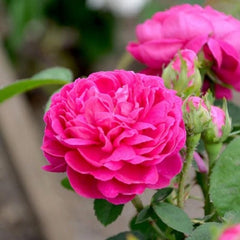 Bright Pink Rose Seedlings Flower Seeds Perennial Growing Bonsai Corms Tubers Potted Planting Reblooming Fragrant Garden Roots Rhizomes Species Blooms Plant Bulbs Gardening Tree - Seedsplant