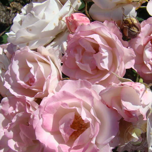 Charmy Nicole Rose Seedlings Flower Seeds Perennial Growing Bonsai Corms Tubers Potted Planting Reblooming Fragrant Garden Roots Rhizomes Species Blooms Plant Bulbs Gardening Tree