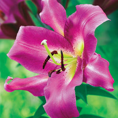 Salmon Party Oriental Lily Blooms Species Growing Bonsai Bulbs Roots Rhizomes Corms Tubers Potted Planting Reblooming Fragrant Garden Flower Seeds Plant