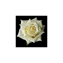 White Rose Seedlings Flower Seeds Perennial Growing Bonsai Corms Tubers Potted Planting Reblooming Fragrant Garden Roots Rhizomes Species Blooms Plant Bulbs Gardening Tree