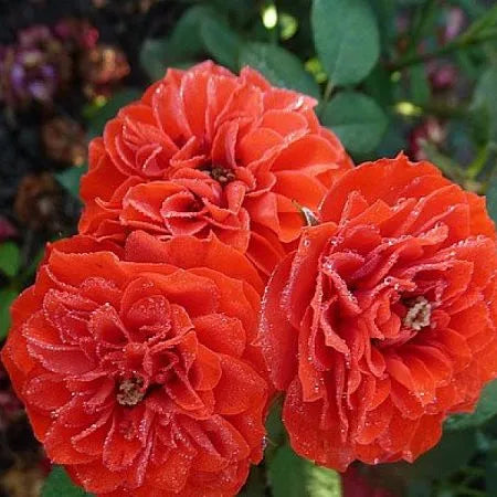 Sash Rose Seedlings Flower Seeds Perennial Growing Bonsai Corms Tubers Potted Planting Reblooming Fragrant Garden Roots Rhizomes Species Blooms Plant Bulbs Gardening Tree - Seedsplant