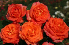 Feurio Rose Seedlings Flower Seeds Perennial Growing Bonsai Corms Tubers Potted Planting Reblooming Fragrant Garden Roots Rhizomes Species Blooms Plant Bulbs Gardening Tree