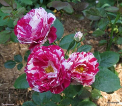 Scentimental Rose Seedlings Flower Seeds Perennial Growing Bonsai Corms Tubers Potted Planting Reblooming Fragrant Garden Roots Rhizomes Species Blooms Plant Bulbs Gardening Tree