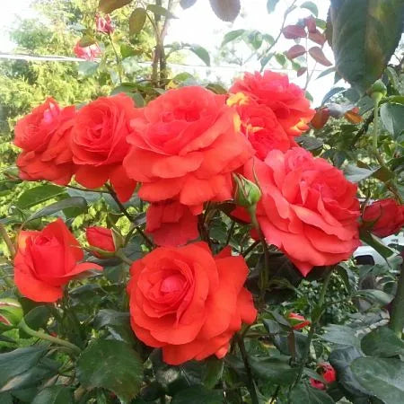 Salita Rose Plant Seedlings Flower Seeds Perennial Growing Bonsai Corms Tubers Potted Planting Reblooming Fragrant Garden Roots Rhizomes Species Blooms Bulbs Gardening Tree