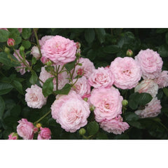 Jardins Rose Seedlings Flower Seeds Perennial Growing Bonsai Corms Tubers Potted Planting Reblooming Fragrant Garden Roots Rhizomes Species Blooms Plant Bulbs Gardening Tree
