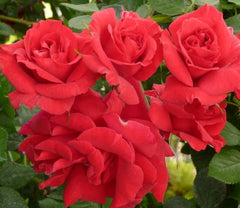 Trust Rose Seedlings Flower Seeds Perennial Growing Bonsai Corms Tubers Potted Planting Reblooming Fragrant Garden Roots Rhizomes Species Blooms Plant Bulbs Gardening Tree
