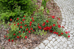 Paradise Rose Seedlings Flower Seeds Perennial Growing Bonsai Corms Tubers Potted Planting Reblooming Fragrant Garden Roots Rhizomes Species Blooms Plant Bulbs Gardening Tree - Seedsplant