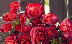 Hot Chocolate Rose Seedlings Flower Seeds Perennial Growing Bonsai Corms Tubers Potted Planting Reblooming Fragrant Garden Roots Rhizomes Species Blooms Plant Bulbs Gardening Tree