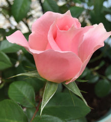 Beautiful Rose Seedlings Flower Seeds Perennial Growing Bonsai Corms Tubers Potted Planting Reblooming Fragrant Garden Roots Rhizomes Species Blooms Plant Bulbs Gardening Tree - Seedsplant