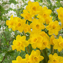 Jonquilla Narcissus Collection Daffodil Narcissus Bulbs Blooms Species Growing Bonsai Roots Rhizomes Corms Tubers Potted Planting Reblooming Fragrant Garden Flower Seeds Plant