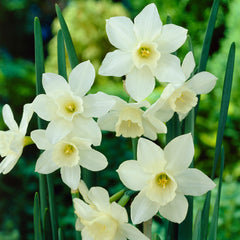 Jonquilla Narcissus Collection Daffodil Narcissus Bulbs Blooms Species Growing Bonsai Roots Rhizomes Corms Tubers Potted Planting Reblooming Fragrant Garden Flower Seeds Plant