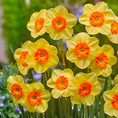 Jonquilla Narcissus Collection Daffodil Narcissus Bulbs Blooms Species Growing Bonsai Roots Rhizomes Corms Tubers Potted Planting Reblooming Fragrant Garden Flower Seeds Plant