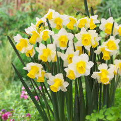 Jonquilla Narcissus Collection Daffodil Narcissus Bulbs Blooms Species Growing Bonsai Roots Rhizomes Corms Tubers Potted Planting Reblooming Fragrant Garden Flower Seeds Plant