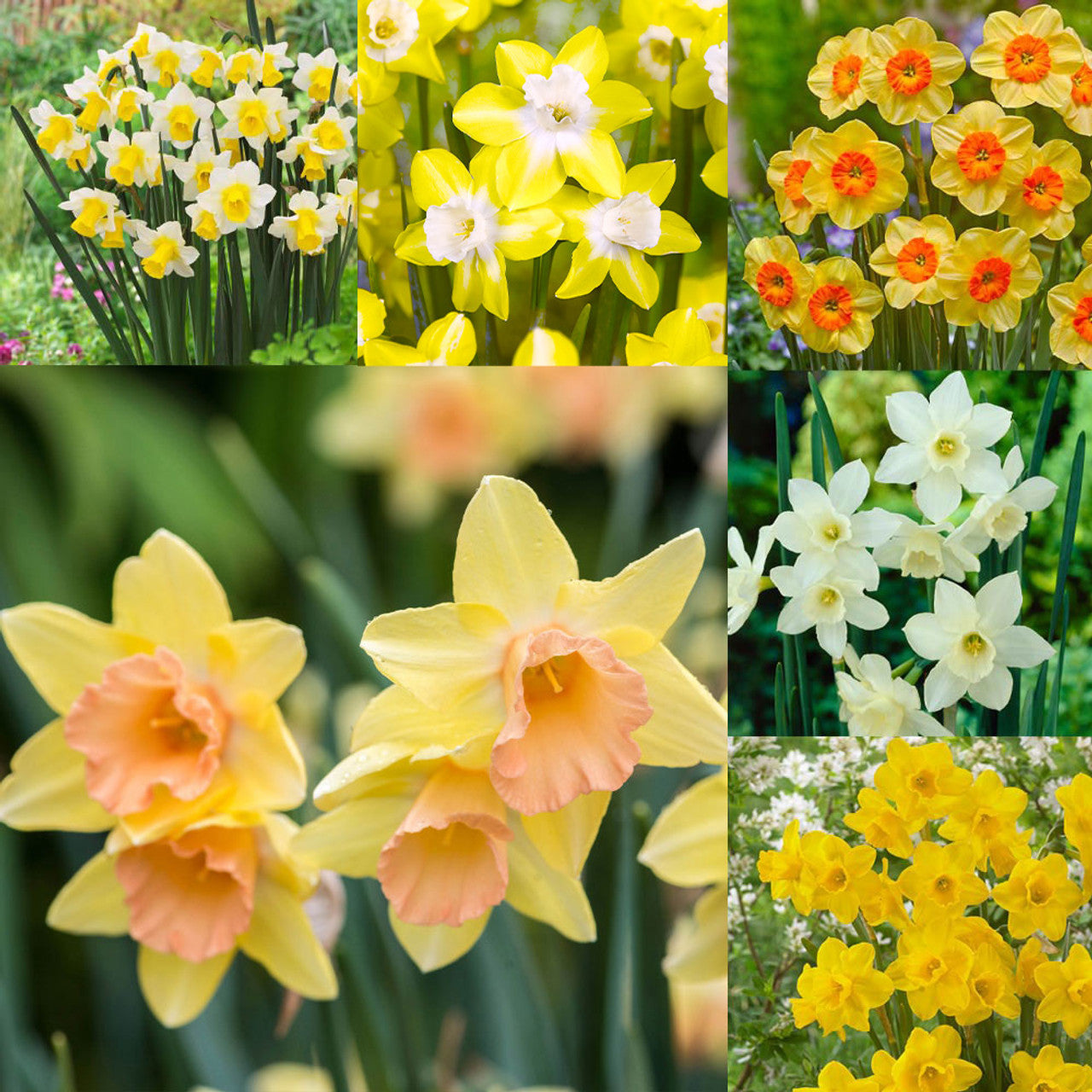 Jonquilla Narcissus Collection Daffodil Narcissus Bulbs Blooms Species Growing Bonsai Roots Rhizomes Corms Tubers Potted Planting Reblooming Fragrant Garden Flower Seeds Plant
