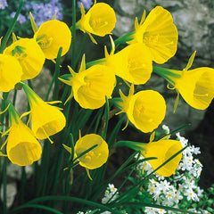 Narcissus Rockery and Patio Collection Daffodil Narcissus Bulbs Blooms Species Growing Bonsai Roots Rhizomes Corms Tubers Potted Planting Reblooming Fragrant Garden Flower Seeds Plant