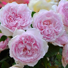 Euridice Rose Seedlings Flower Seeds Perennial Growing Bonsai Corms Tubers Potted Planting Reblooming Fragrant Garden Roots Rhizomes Species Blooms Plant Bulbs Gardening Tree