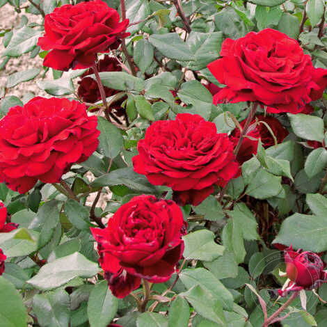 Gabriel dannunzio Rose Seedlings Flower Seeds Perennial Growing Bonsai Corms Tubers Potted Planting Reblooming Fragrant Garden Roots Rhizomes Species Blooms Plant Bulbs Gardening Tree - Seedsplant