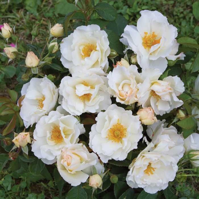 Penna Bianca Rose Seedlings Flower Seeds Perennial Growing Bonsai Corms Tubers Potted Planting Reblooming Fragrant Garden Roots Rhizomes Species Blooms Plant Bulbs Gardening Tree