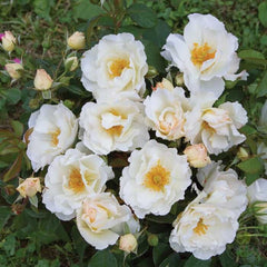 Penna Bianca Rose Seedlings Flower Seeds Perennial Growing Bonsai Corms Tubers Potted Planting Reblooming Fragrant Garden Roots Rhizomes Species Blooms Plant Bulbs Gardening Tree