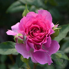 Sheherazade Rose Seedlings Flower Seeds Perennial Growing Bonsai Corms Tubers Potted Planting Reblooming Fragrant Garden Roots Rhizomes Species Blooms Plant Bulbs Gardening Tree