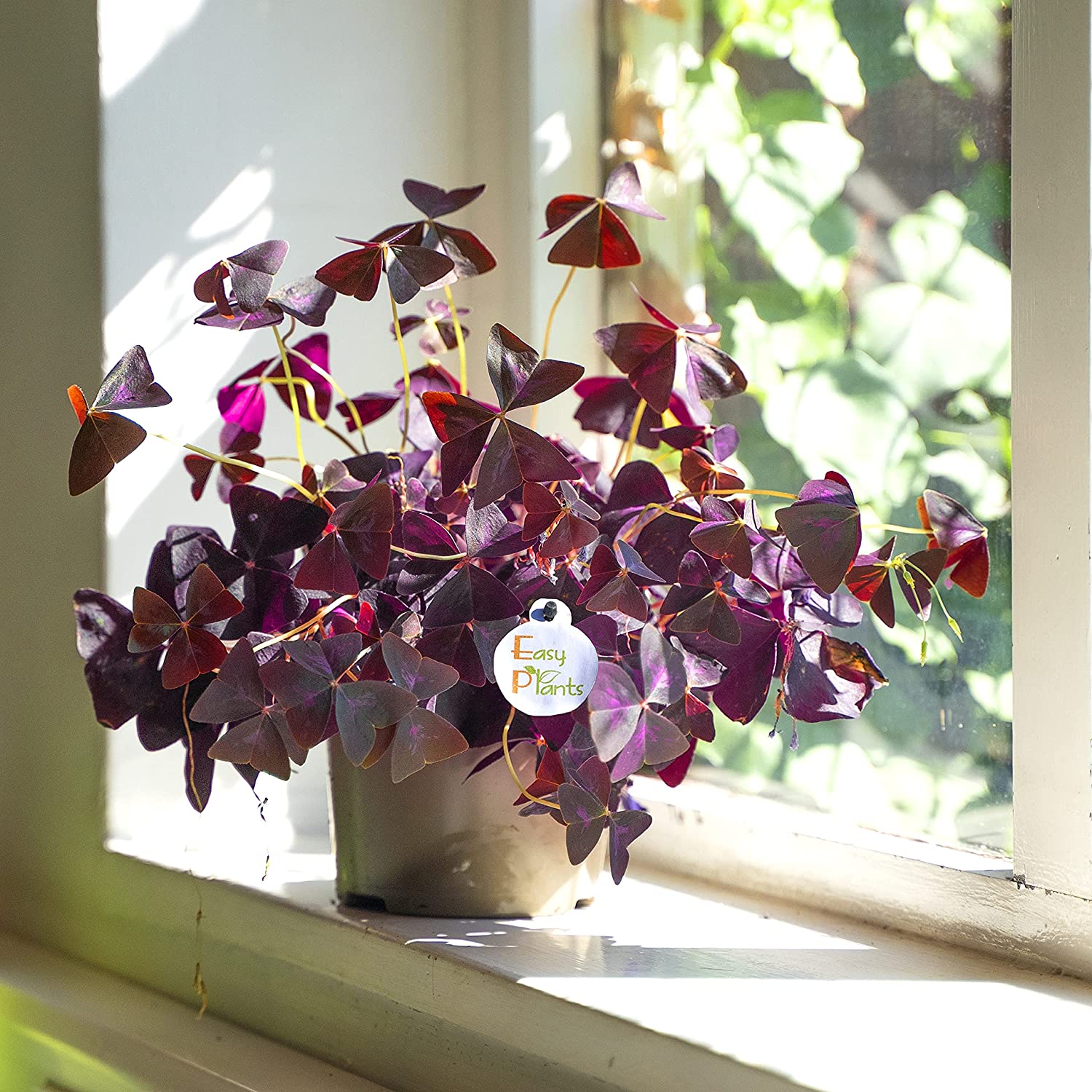 oxalis plant that shoots seeds Oxalis Edible Purple Wood Sorrel Shamrock Perennial Growing Bonsai Roots Rhizomes Corms Tubers Potted Planting Reblooming Fragrant Garden Species Blooms Flower Seeds Plant Gardening