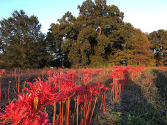 Perfect Lycoris Spider Lilies Bulbs Radiata Hurricane Lily Cluster Amayllis Growing Bonsai Roots Rhizomes Corms Tubers Potted Planting Reblooming Fragrant Garden Species Blooms Flower Seeds Plant Gardening - Seedsplant