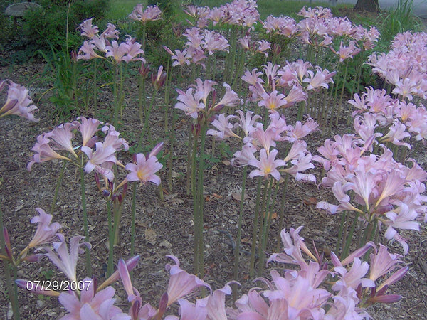 Naked Lady Lycoris Spider Lilies Bulbs Radiata Hurricane Lily Cluster Amayllis Growing Bonsai Roots Rhizomes Corms Tubers Potted Planting Reblooming Fragrant Garden Species Blooms Flower Seeds Plant Gardening