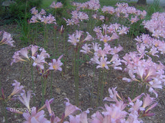 Naked Lady Lycoris Spider Lilies Bulbs Radiata Hurricane Lily Cluster Amayllis Growing Bonsai Roots Rhizomes Corms Tubers Potted Planting Reblooming Fragrant Garden Species Blooms Flower Seeds Plant Gardening
