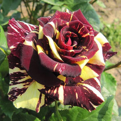 Dabra Rose Seedlings Flower Seeds Perennial Growing Bonsai Corms Tubers Potted Planting Reblooming Fragrant Garden Roots Rhizomes Species Blooms Plant Bulbs Gardening Tree