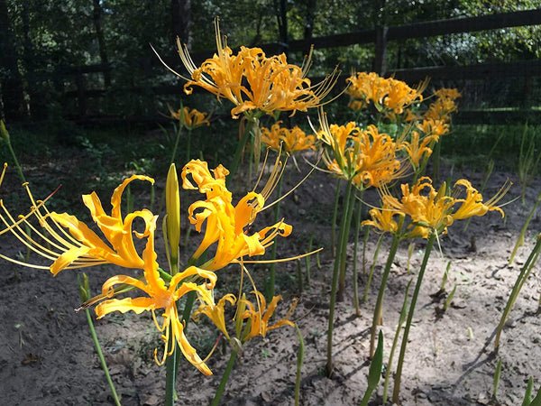 Lycoris Aurea Spider Lilies Bulbs Radiata Hurricane Lily Cluster Amayllis Growing Bonsai Roots Rhizomes Corms Tubers Potted Planting Reblooming Fragrant Garden Species Blooms Flower Seeds Plant Gardening