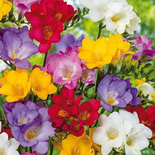 Single Mix Freesia Bulbs Growing Bonsai Roots Rhizomes Corms Tubers Potted Planting Reblooming Fragrant Garden Species Blooms Flower Seeds Plant Gardening