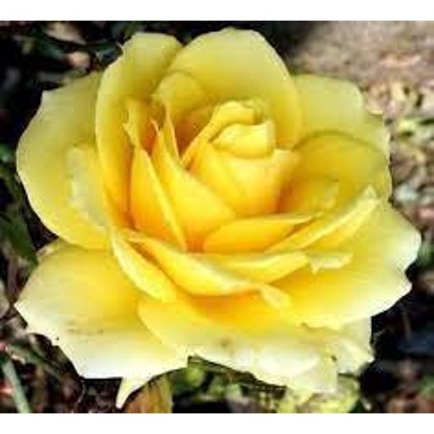 Light Yellow Rose Seedlings Flower Seeds Perennial Growing Bonsai Corms Tubers Potted Planting Reblooming Fragrant Garden Roots Rhizomes Species Blooms Plant Bulbs Gardening Tree - Seedsplant
