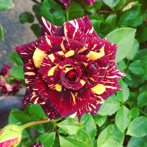 Dabra Rose Seedlings Flower Seeds Perennial Growing Bonsai Corms Tubers Potted Planting Reblooming Fragrant Garden Roots Rhizomes Species Blooms Plant Bulbs Gardening Tree