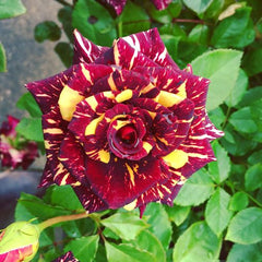 Dabra Rose Seedlings Flower Seeds Perennial Growing Bonsai Corms Tubers Potted Planting Reblooming Fragrant Garden Roots Rhizomes Species Blooms Plant Bulbs Gardening Tree