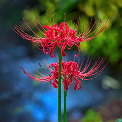 Healthy Red Lycoris Spider Lilies Bulbs Radiata Hurricane Lily Cluster Amayllis Growing Bonsai Roots Rhizomes Corms Tubers Potted Planting Reblooming Fragrant Garden Species Blooms Flower Seeds Plant Gardening