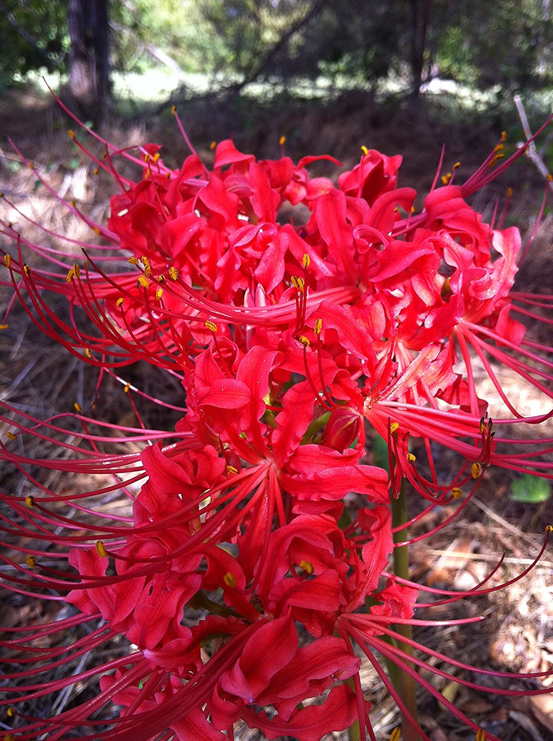 heirloom spider plant Lycoris Radiata Heirloom Red Spider Lily Bulbs Hurricane Cluster Amayllis Growing Bonsai Roots Rhizomes Corms Tubers Potted Planting Reblooming Fragrant Garden Species Blooms Flower Seeds Plant Gardening