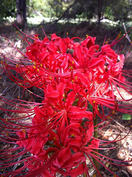 Perfect Lycoris Spider Lilies Bulbs Radiata Hurricane Lily Cluster Amayllis Growing Bonsai Roots Rhizomes Corms Tubers Potted Planting Reblooming Fragrant Garden Species Blooms Flower Seeds Plant Gardening