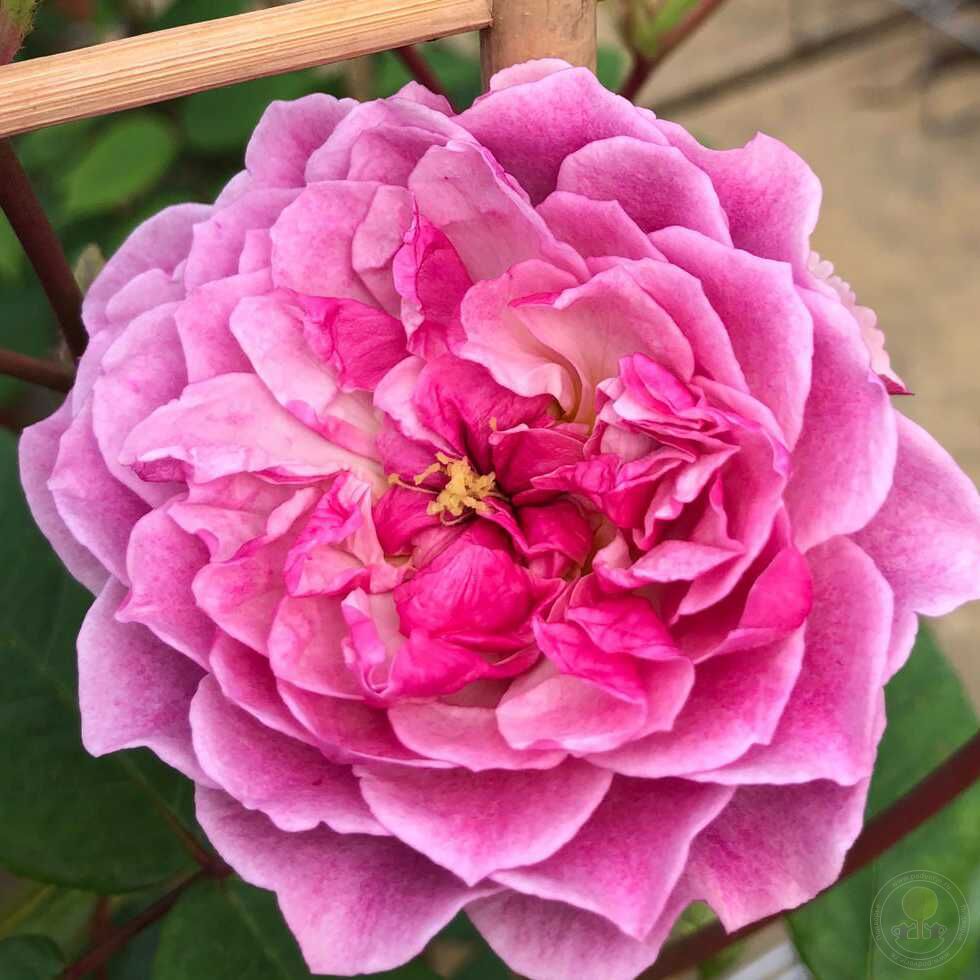 Romantic of silhouette Rose Seedlings Flower Seeds Perennial Growing Bonsai Corms Tubers Potted Planting Reblooming Fragrant Garden Roots Rhizomes Species Blooms Plant Bulbs Gardening Tree