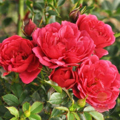 Crimson pixie Rose Seedlings Flower Seeds Perennial Growing Bonsai Corms Tubers Potted Planting Reblooming Fragrant Garden Roots Rhizomes Species Blooms Plant Bulbs Gardening Tree