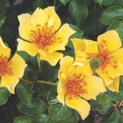 Mella Ducat Rose Seedlings Flower Seeds Perennial Growing Bonsai Corms Tubers Potted Planting Reblooming Fragrant Garden Roots Rhizomes Species Blooms Plant Bulbs Gardening Tree