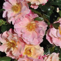 Mella the exotic lady of venlo Rose Plant Seedlings Flower Seeds Perennial Growing Bonsai Corms Tubers Potted Planting Reblooming Fragrant Garden Roots Rhizomes Species Blooms Bulbs Gardening Tree - Seedsplant