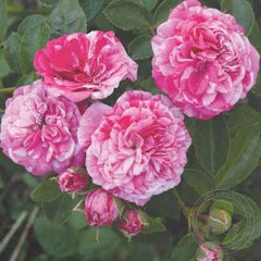 Gaudi pixie Rose Seedlings Flower Seeds Perennial Growing Bonsai Corms Tubers Potted Planting Reblooming Fragrant Garden Roots Rhizomes Species Blooms Plant Bulbs Gardening Tree