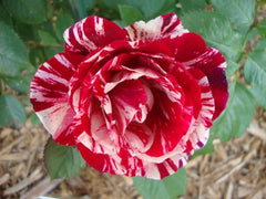 Grafting Rose Seedlings Flower Seeds Perennial Growing Bonsai Corms Tubers Potted Planting Reblooming Fragrant Garden Roots Rhizomes Species Blooms Plant Bulbs Gardening Tree