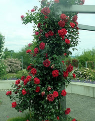 Grand Huit Rose Seedlings Flower Seeds Perennial Growing Bonsai Corms Tubers Potted Planting Reblooming Fragrant Garden Roots Rhizomes Species Blooms Plant Bulbs Gardening Tree