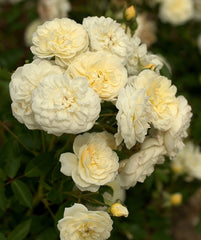 Feuillerie Rose Seedlings Flower Seeds Perennial Growing Bonsai Corms Tubers Potted Planting Reblooming Fragrant Garden Roots Rhizomes Species Blooms Plant Bulbs Gardening Tree