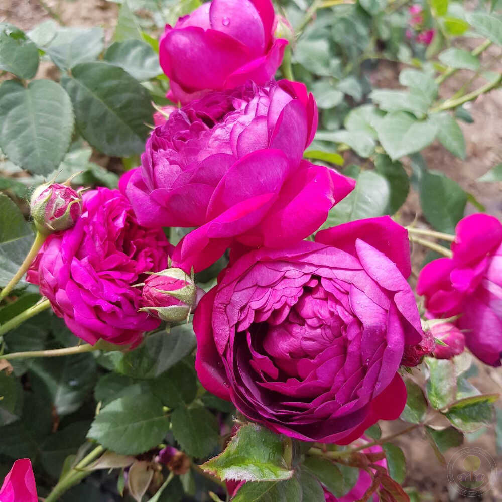 damask rose seeds for sale Damascus Syrian Arab republic Rose Seedlings Flower Seeds Perennial Growing Bonsai Corms Tubers Potted Planting Reblooming Fragrant Garden Roots Rhizomes Species Blooms Plant Bulbs Gardening Tree