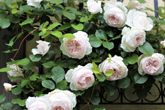 Herzogin Rose Seedlings Flower Seeds Perennial Growing Bonsai Corms Tubers Potted Planting Reblooming Fragrant Garden Roots Rhizomes Species Blooms Plant Bulbs Gardening Tree