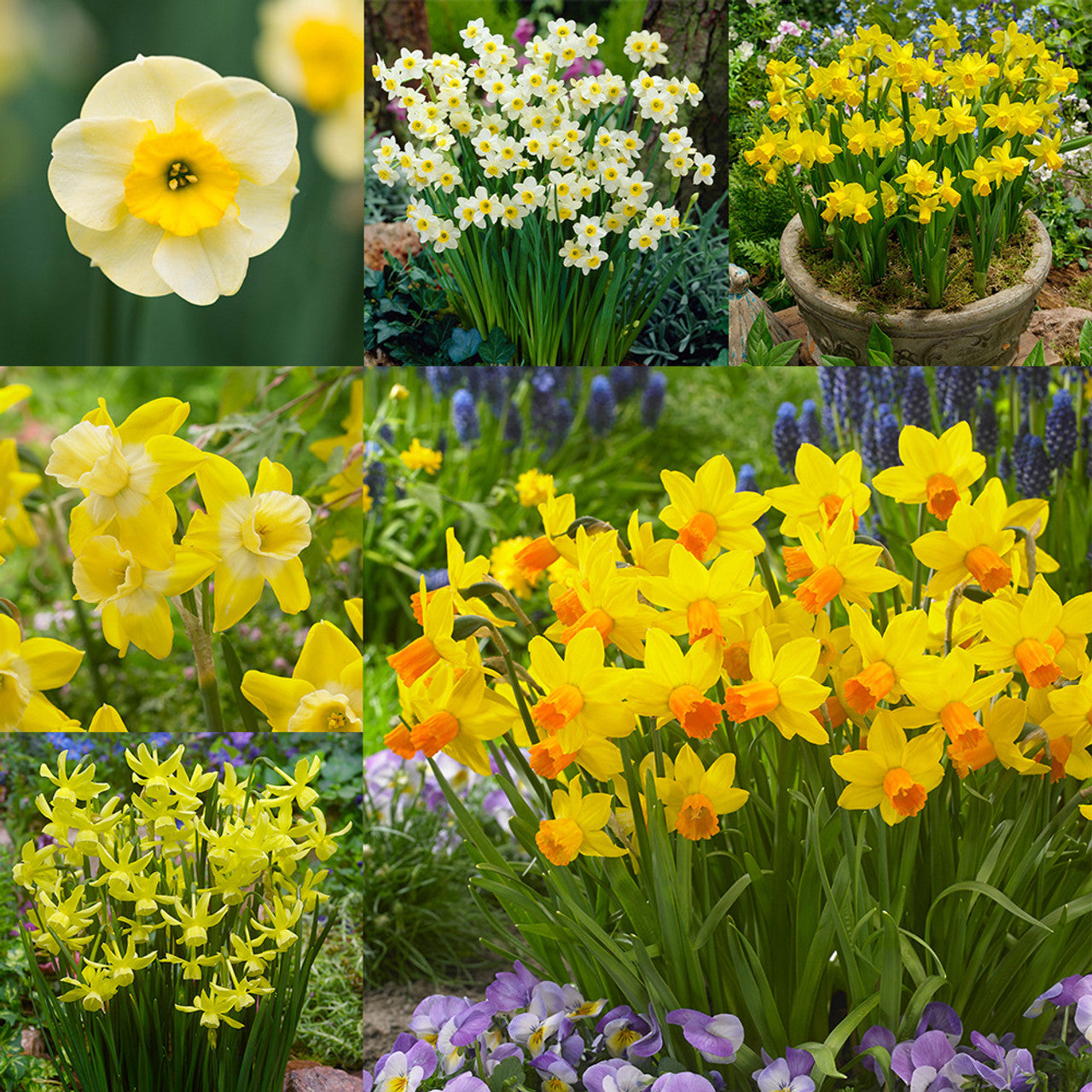 RHS AGM Dwarf Compact Narcissus Collection Daffodil Bulbs Blooms Species Growing Bonsai Roots Rhizomes Corms Tubers Potted Planting Reblooming Fragrant Garden Flower Seeds Plant