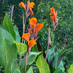 Coco Canna Lily Bulbs Perennial Growing Bonsai Roots Rhizomes Corms Tubers Potted Planting Reblooming Fragrant Garden Species Blooms Flower Seeds Plant Gardening