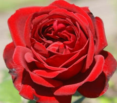 Desmond Tutu Rose Seedlings Flower Seeds Perennial Growing Bonsai Corms Tubers Potted Planting Reblooming Fragrant Garden Roots Rhizomes Species Blooms Plant Bulbs Gardening Tree - Seedsplant